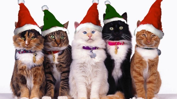 hd-desktop-pictures-1366x768-christmas-cats.jpg