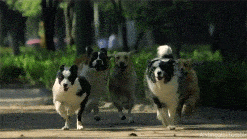 Dogs Running